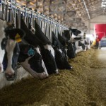 2022 yilda O‘zbekiston chorvachilikni rivojlantirishga JBdan $300 mln qarz oladi