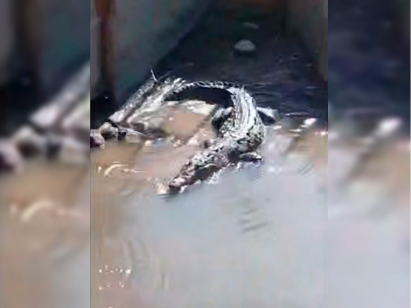Katta Farg‘ona kanalida timsohlar bormi? (video)