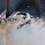 Katta Farg‘ona kanalida timsohlar bormi? (video)