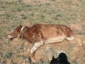 Қозоғистонда 2 кунда 550 дан ортиқ бош чорва нобуд бўлди