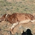 Qozog‘istonda 2 kunda 550 dan ortiq bosh chorva nobud bo‘ldi