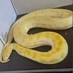 3-meter rare snake was found in a passenger's bag at Uzbekistan's border (video)