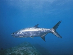 Аквариумдан балиқ овлаганлар судланди