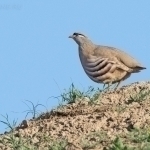 Тожикистонда “Йил қуши” аниқланди