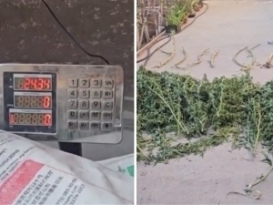 Andijonda fuqaroning uyidan 20 kg nasha topildi (video)