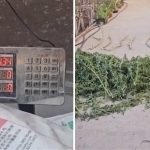 Andijonda fuqaroning uyidan 20 kg nasha topildi (video)