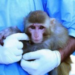 АҚШ дунё мамлакатларини маймунчечакка қарши бир ёқадан бош чиқаришга чақиряпти