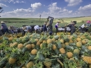 Xitoydan ananas va mandarin importiga 5 fevralgacha ruxsat berildi