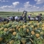 Xitoydan ananas va mandarin importiga 5 fevralgacha ruxsat berildi