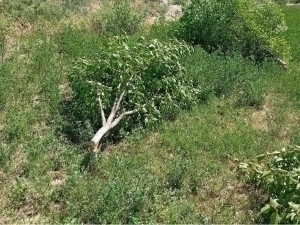 Individual was fined for cutting down 7 trees in Samarkand