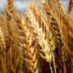 Хитой Россия ва Украина донини экспортга чиқариш ҳаракатига тушди