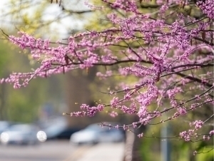 Дам олиш кунларида қандай об-ҳаво кузатилади?