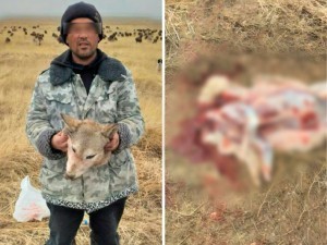 The person who slaughtered a wolf in Jizzakh was fined