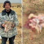 Жиззахда бўрини сўйган шахс жаримага тортилди