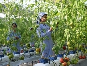 Иссиқхона ишчиларига ижтимоий солиқ ставкаси 1 фоизга туширилади