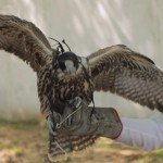 Toshkentda Qizil kitobga kiritilgan qushni sotayotganlar ushlandi