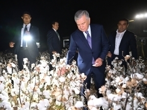 Shavkat Mirziyoyev Oltinko‘ldagi paxta dalasiga bordi
