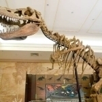 Boylar millionlab dollarga dinozavrlar skeletini sotib olishni boshladi