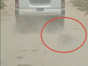 Qashqadaryoda erkak itni Damas’ga bog‘lab, sudradi (video)
