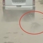 Qashqadaryoda erkak itni Damas’ga bog‘lab, sudradi (video)