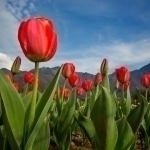 The Ministry of Ecology urges vacationers to refrain from picking tulips