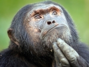Shimpanzelarda mantiqiy fikrlash belgilari aniqlandi