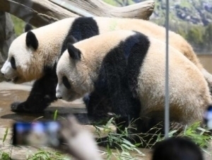 Япония 50 йил ичида илк бор пандаларсиз қолади