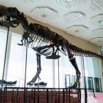 65 миллион йиллик динозавр скелети кутилганидан арзонга сотилди