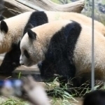Yaponiya 50 yil ichida ilk bor pandalarsiz qoladi