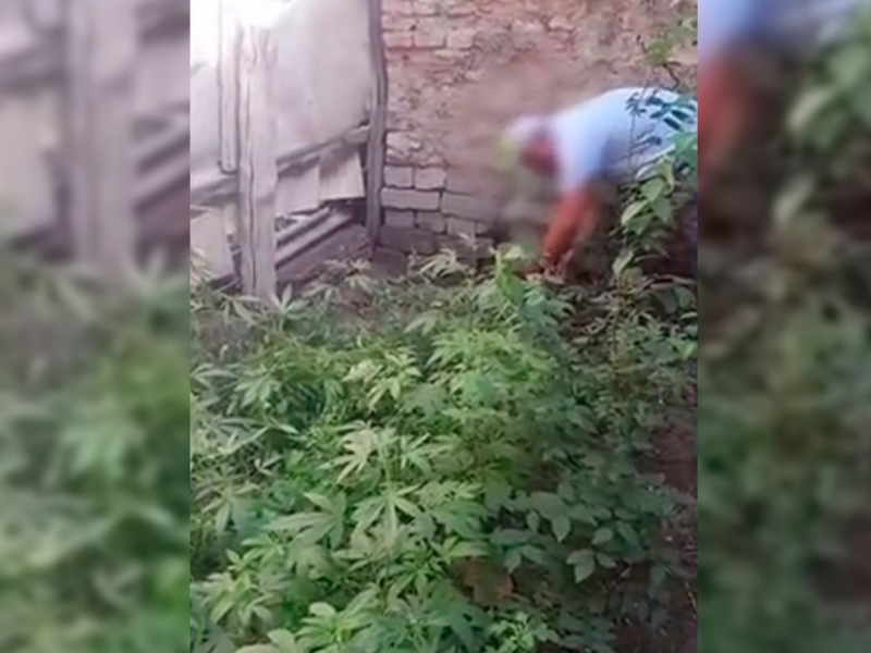 Buxoroda tomorqasini “nashazor”ga aylantirganlar ushlandi (video)