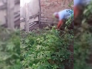 Buxoroda tomorqasini “nashazor”ga aylantirganlar ushlandi (video)