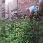 Buxoroda tomorqasini “nashazor”ga aylantirganlar ushlandi (video)