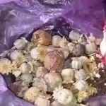 Namanganda uyida nasha saqlab kelayotgan shaxs ushlandi