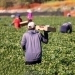 Maosh 3500 dollar: o‘zbekistonliklar AQSHda mavsumiy ishlarga jalb qilinadi