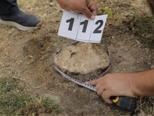 Authorities confirm 174 illegally cut trees in Tashkent