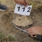 Toshkentda noqonuniy kesib tashlangan daraxtlar soni 174 ta ekani aytildi
