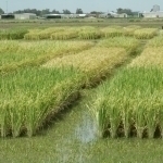 Шоли далаларида “ақлли” сув ҳисоблагичлар ўрнатиш мажбурий бўлади