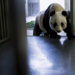 Dunyodagi eng keksa panda vafot etdi 