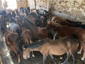 Smugglers attempting to bring horses into Uzbekistan were caught