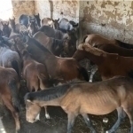 Smugglers attempting to bring horses into Uzbekistan were caught