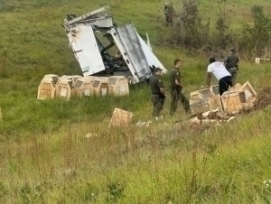 AQSHda tajriba uchun virus yuqtirilgan maymunlar qochib ketdi (video)