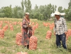 Ўзбекистонликлар асосан қайси соҳаларда ишлаяпти?