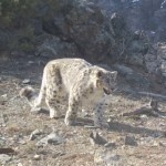 Was a snow leopard killed in the Hisar state reserve?