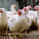 Fermerlarga o‘rdak, tovuq va kurka boqishga 14 foizli kredit beriladi