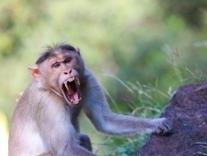 Tailandda maymun tishlagan erkak vafot etdi