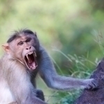 Tailandda maymun tishlagan erkak vafot etdi
