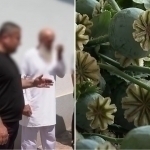 Toshkentda uyida ko‘knori yetishtirgan “dehqon” ushlandi (video)