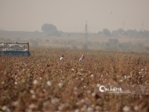 Chairman was fined for denying child benefits to those who did not participate in cotton picking