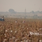 Chairman was fined for denying child benefits to those who did not participate in cotton picking
