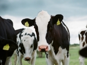 “So‘nggi chora – o‘lim”. Xitoyda yangi kasallik tarqaldi